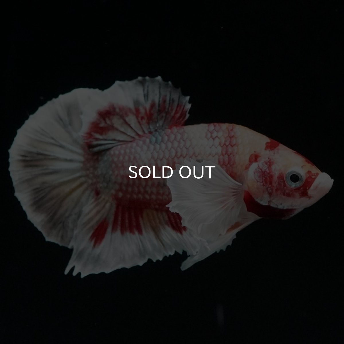 画像6: HMPK キャンディカッパー ダンボ (6)