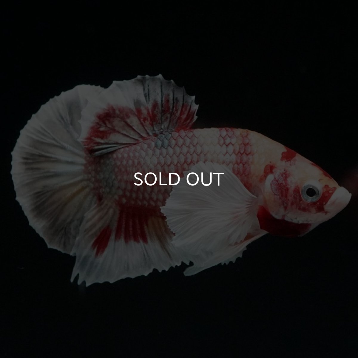 画像5: HMPK キャンディカッパー ダンボ (5)