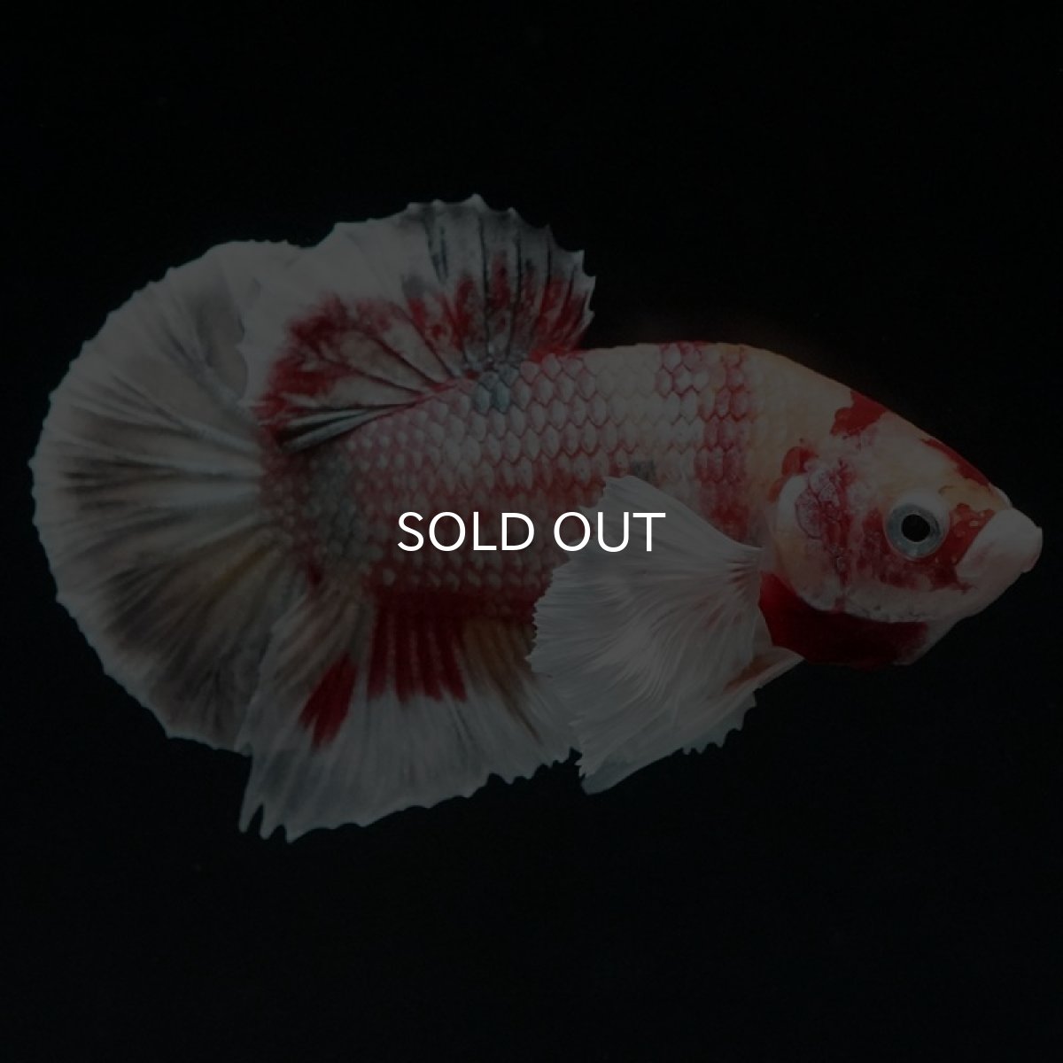 画像4: HMPK キャンディカッパー ダンボ (4)