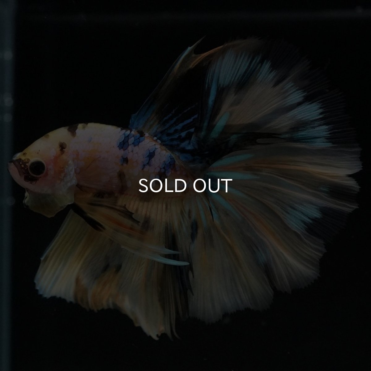 画像5: HM　イエロータイガーギャラクシー (5)