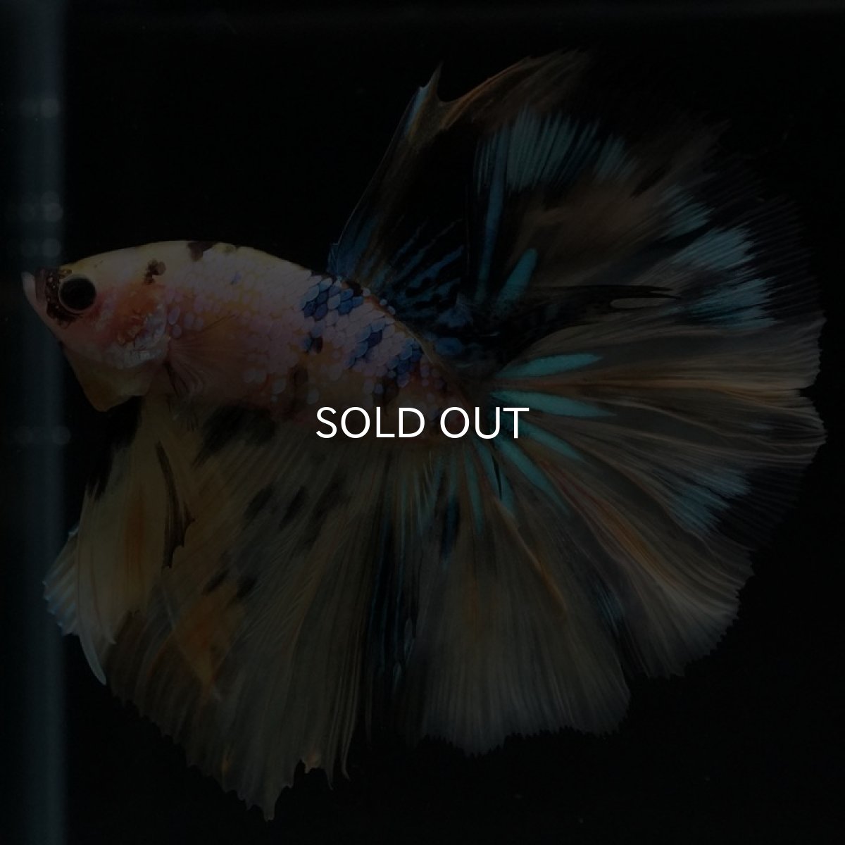 画像3: HM　イエロータイガーギャラクシー (3)