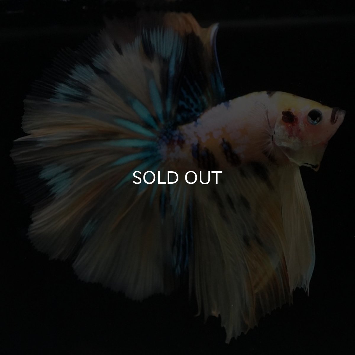 画像4: HM　イエロータイガーギャラクシー (4)