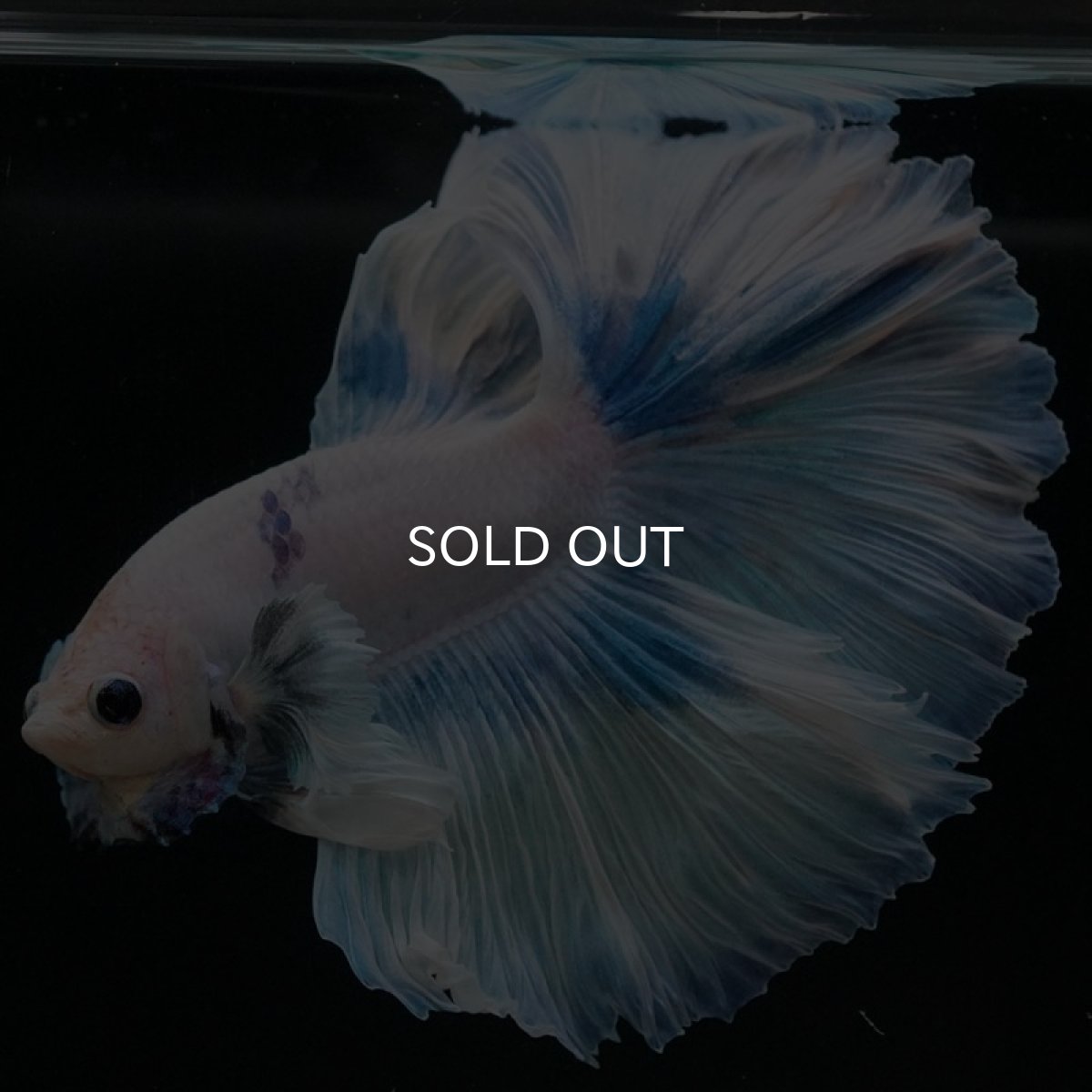 画像6: HM ホワイトファンシー (6)