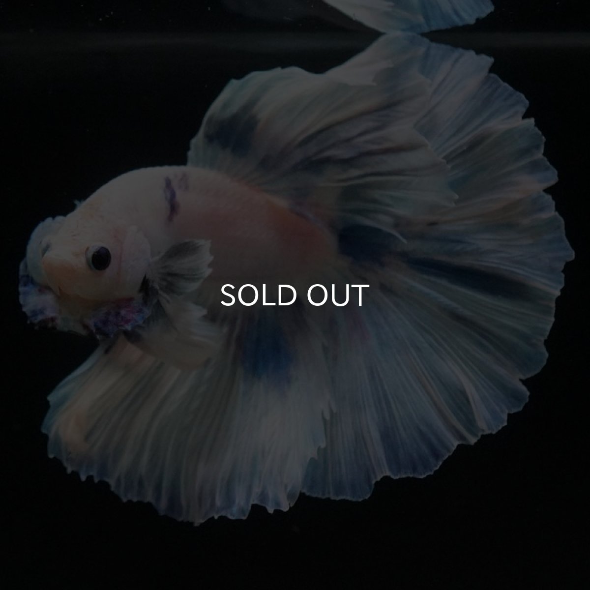 画像5: HM ホワイトファンシー (5)