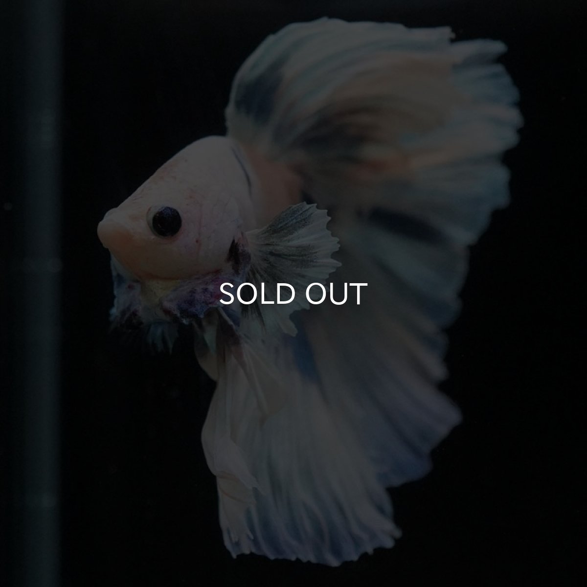 画像4: HM ホワイトファンシー (4)