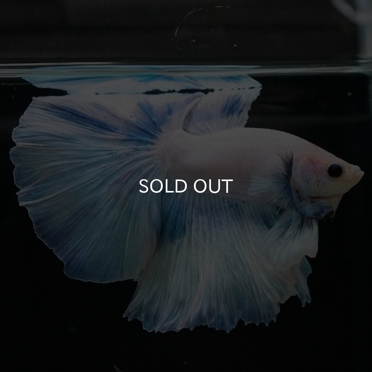 画像3: HM ホワイトファンシー (3)