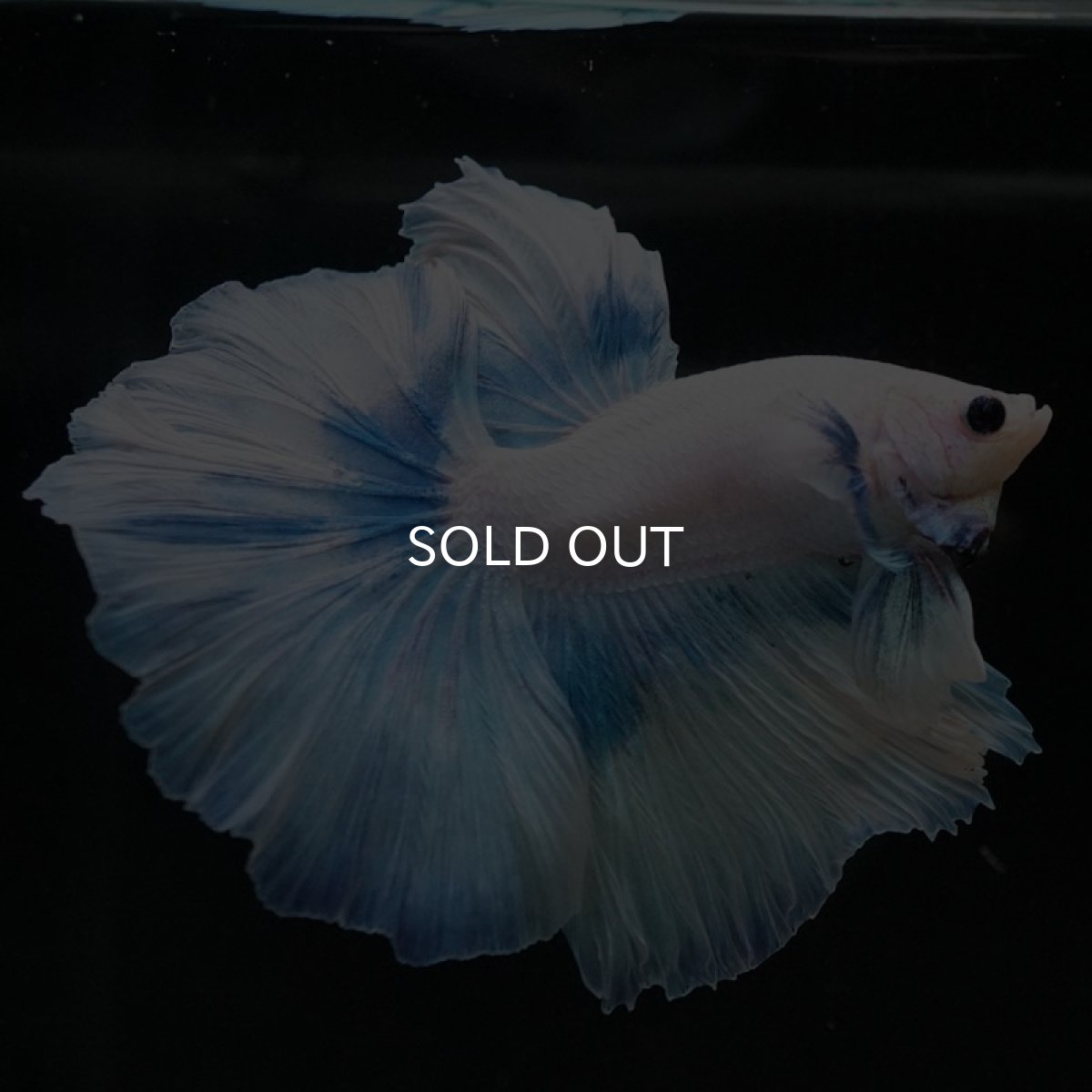 画像2: HM ホワイトファンシー (2)