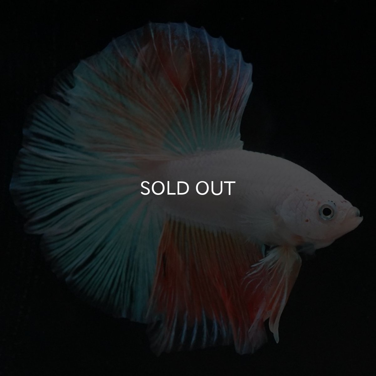 画像5: HM ホワイトファンシー (5)