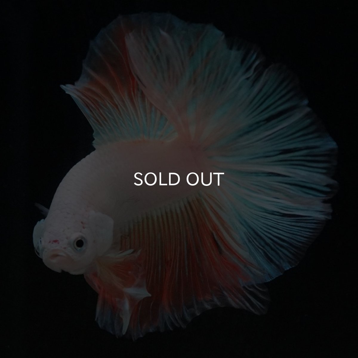 画像4: HM ホワイトファンシー (4)