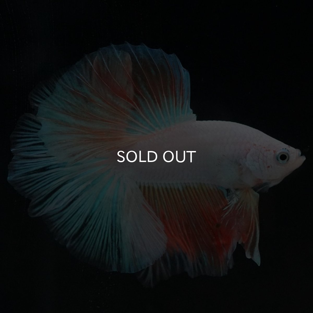 画像3: HM ホワイトファンシー (3)