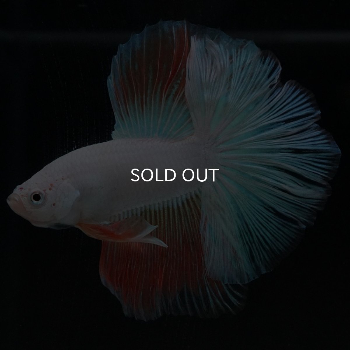 画像2: HM ホワイトファンシー (2)