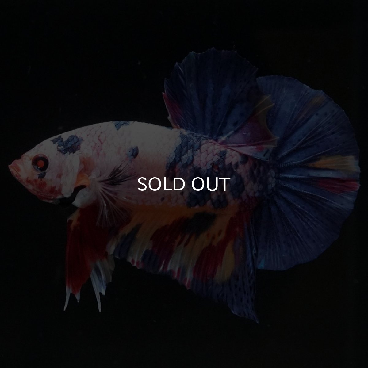 画像7: HMPK　キャンディレインボー (7)