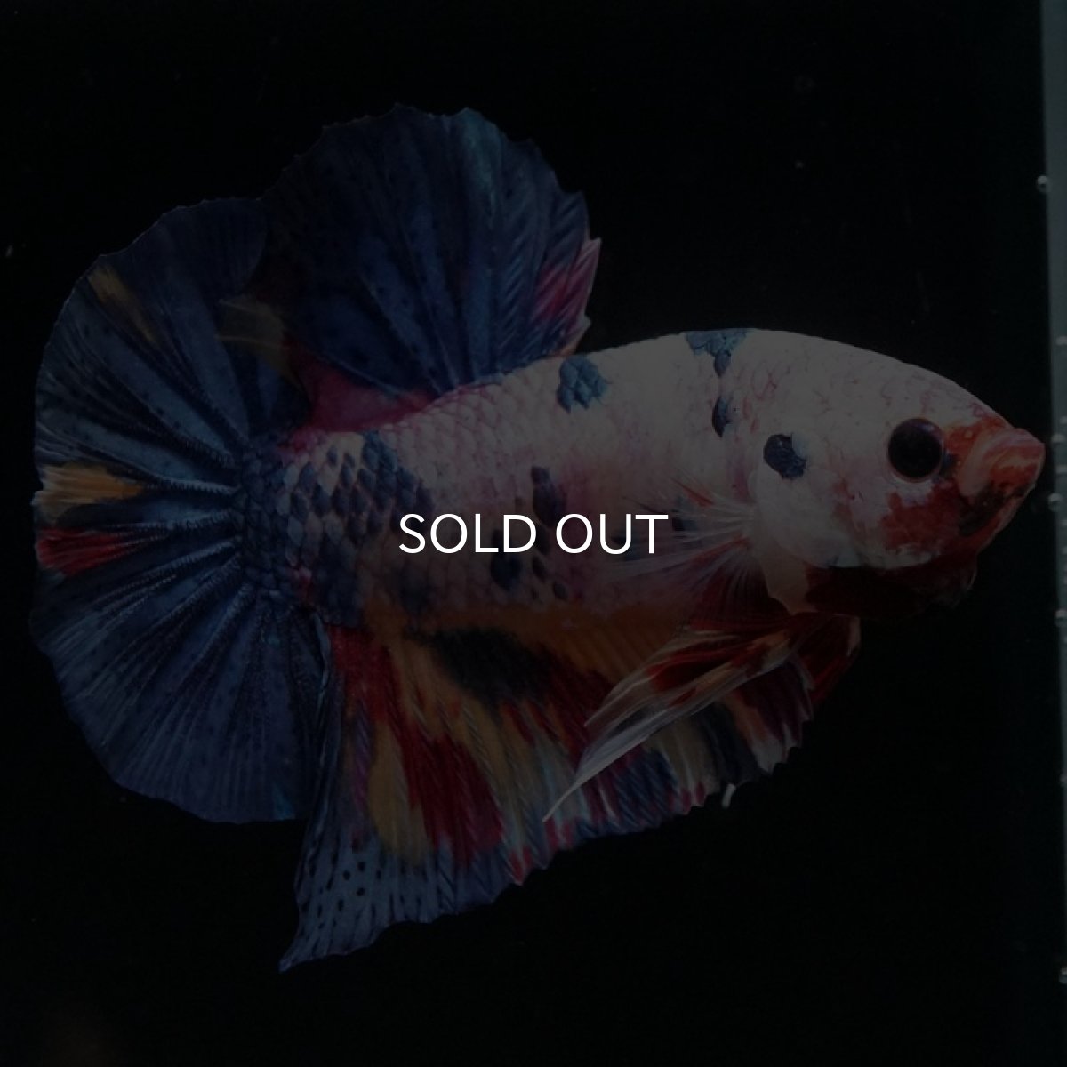 画像5: HMPK　キャンディレインボー (5)