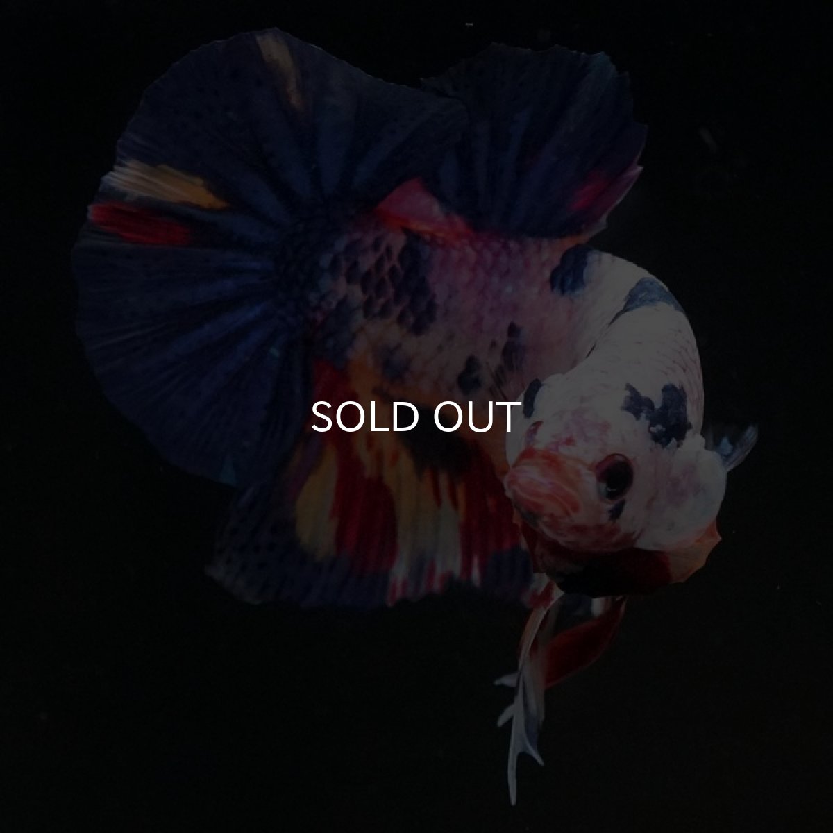 画像2: HMPK　キャンディレインボー (2)