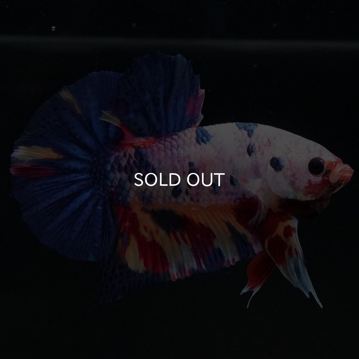 画像3: HMPK　キャンディレインボー (3)