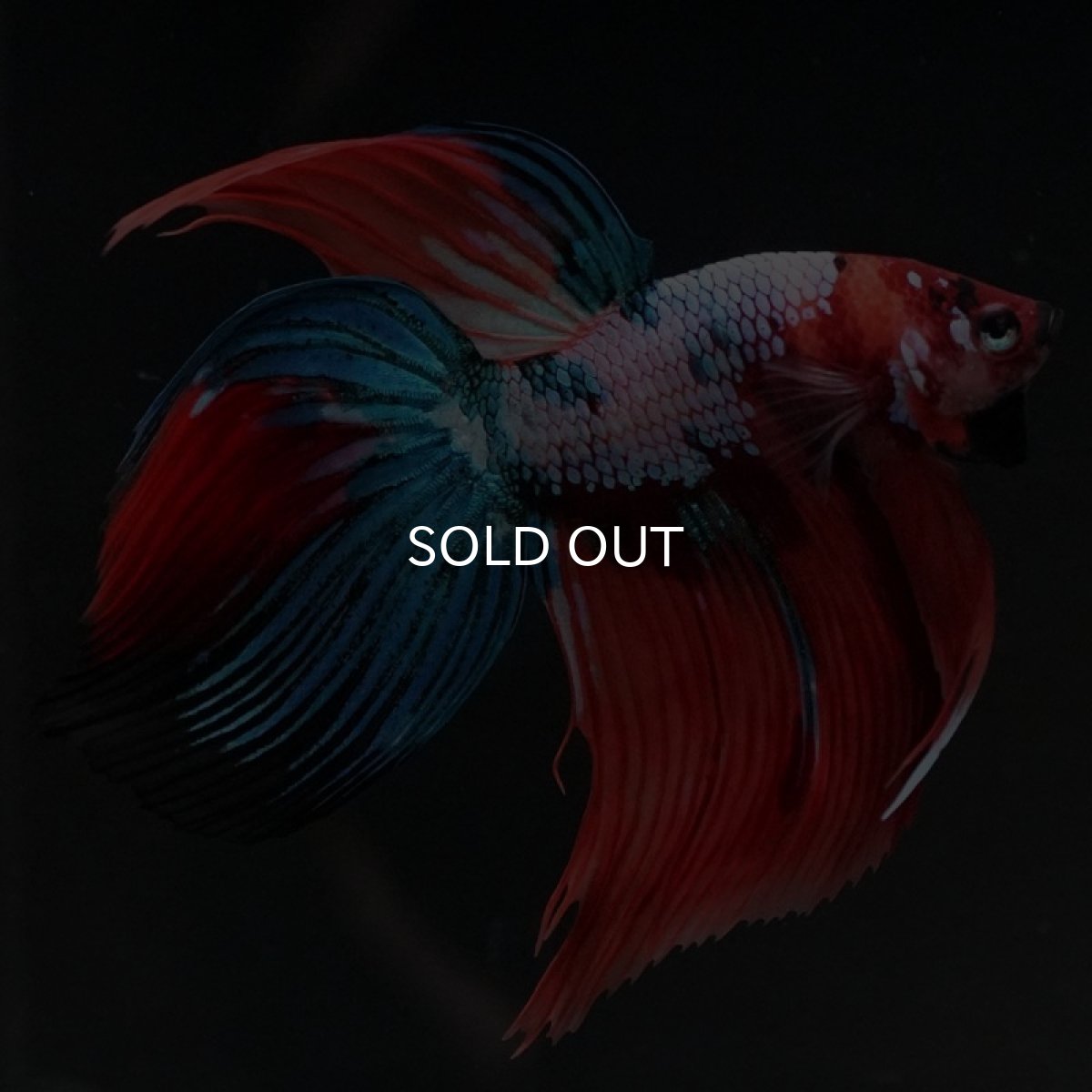 画像6: VT キャンディ (6)