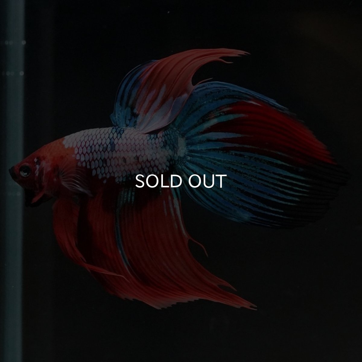 画像5: VT キャンディ (5)