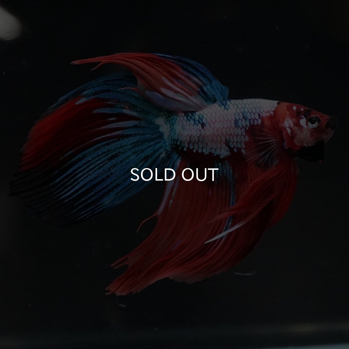 画像4: VT キャンディ (4)