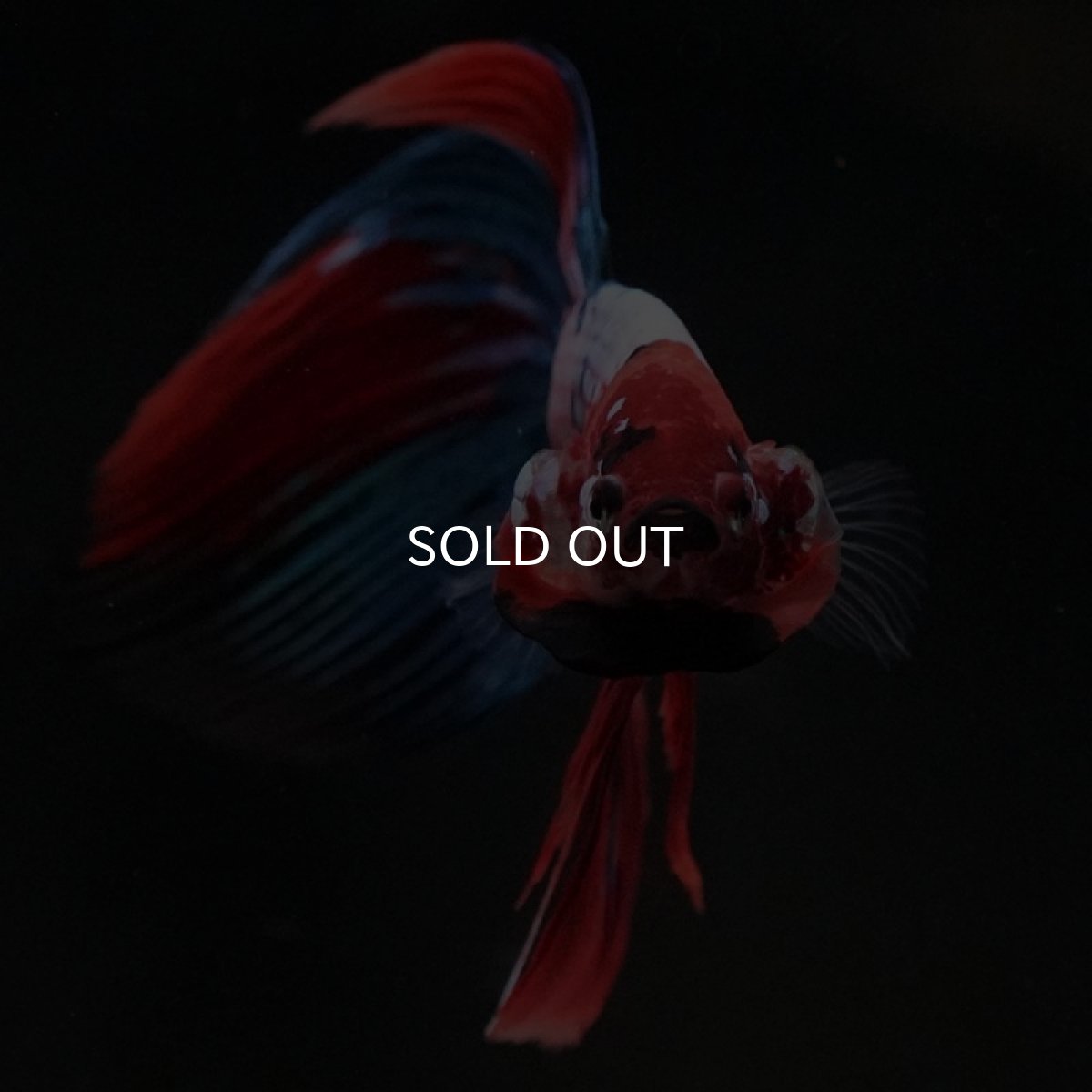 画像3: VT キャンディ (3)