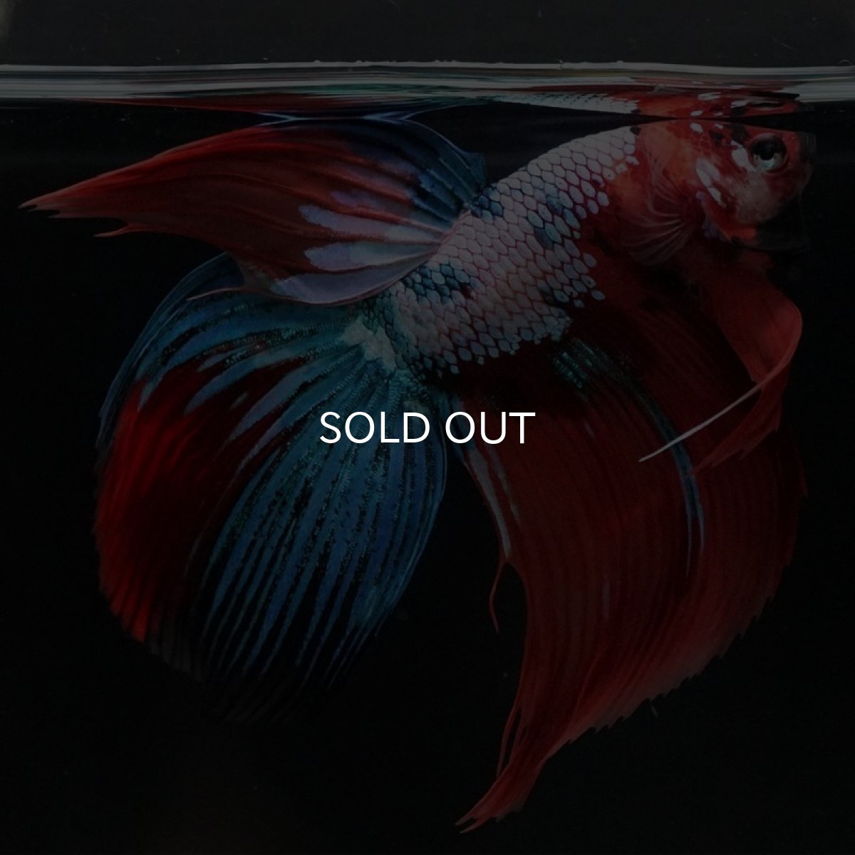 画像2: VT キャンディ (2)