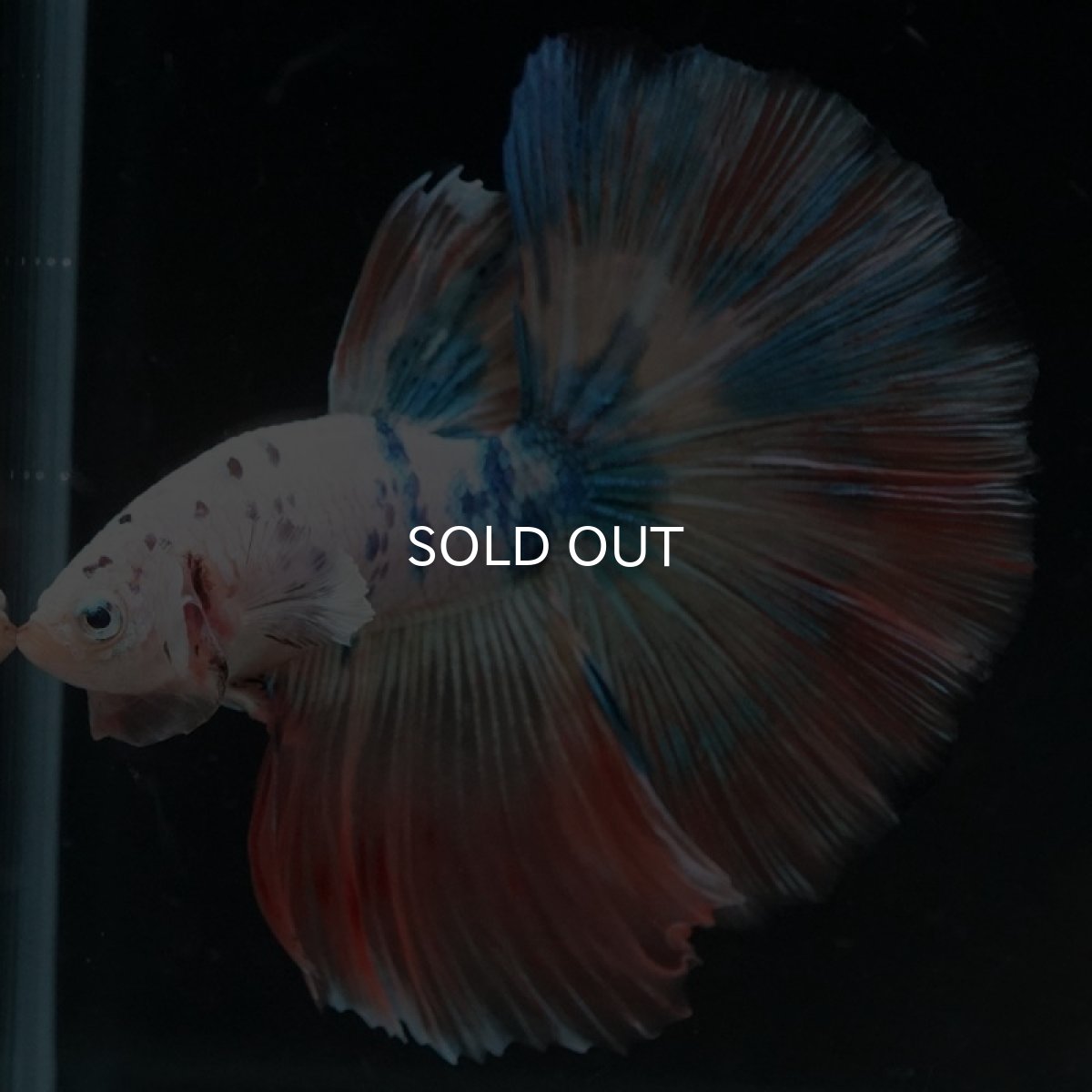 画像5: HM ホワイトファンシー (5)