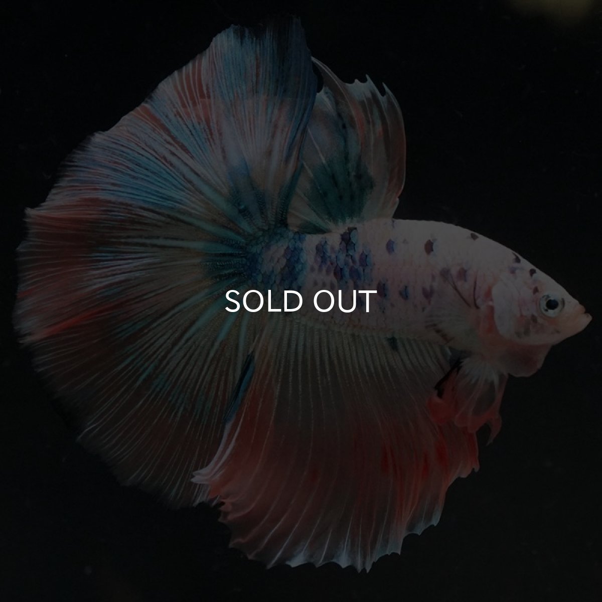 画像4: HM ホワイトファンシー (4)