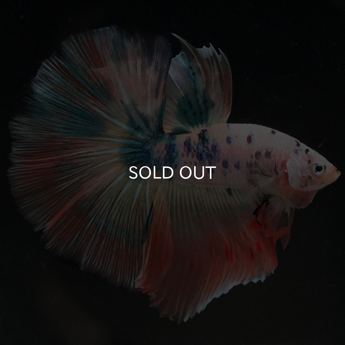 画像3: HM ホワイトファンシー (3)