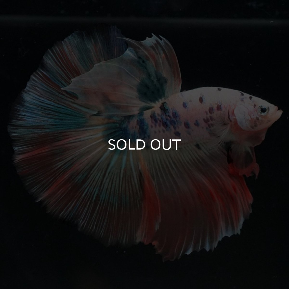 画像2: HM ホワイトファンシー (2)