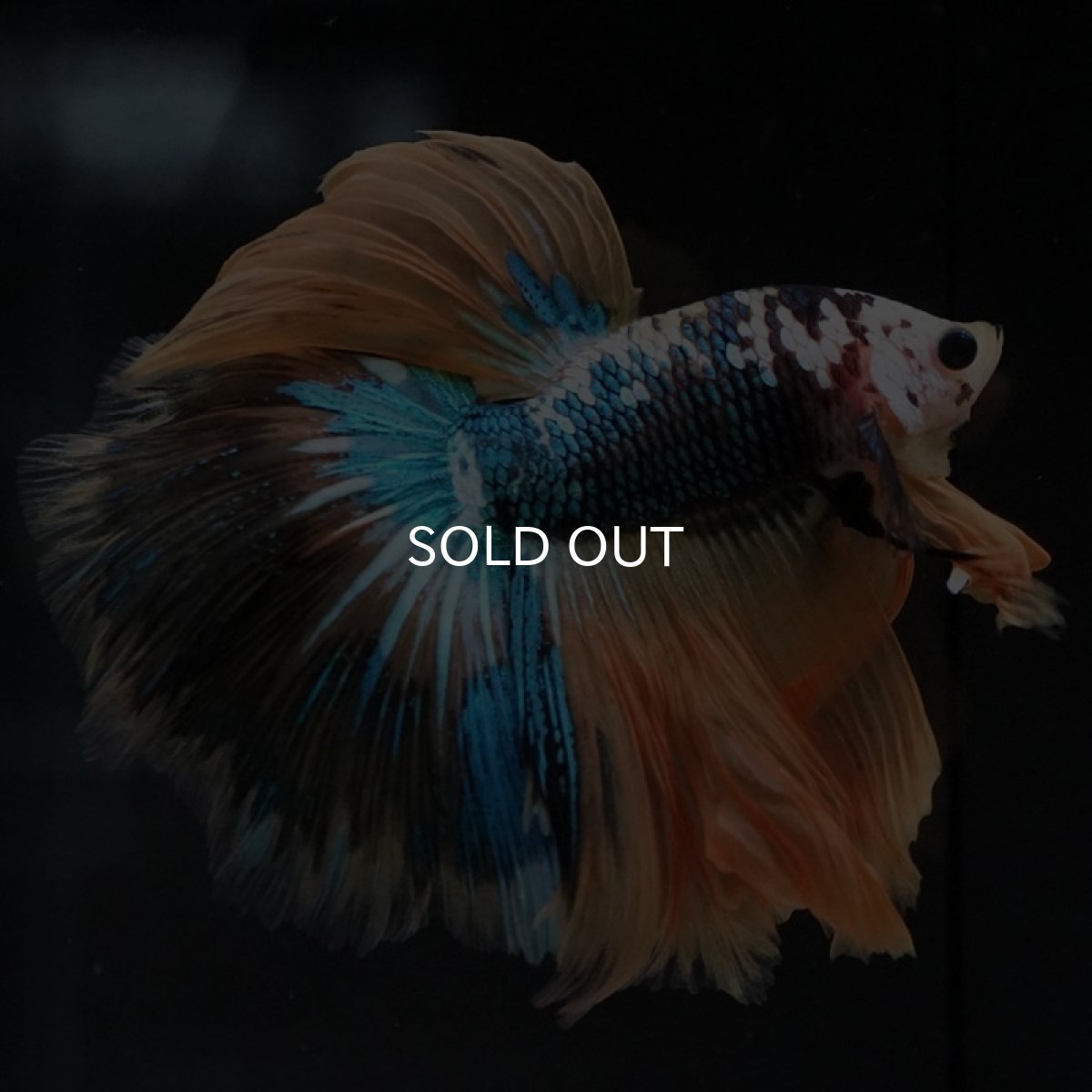 画像2: HM イエロータイガー (2)