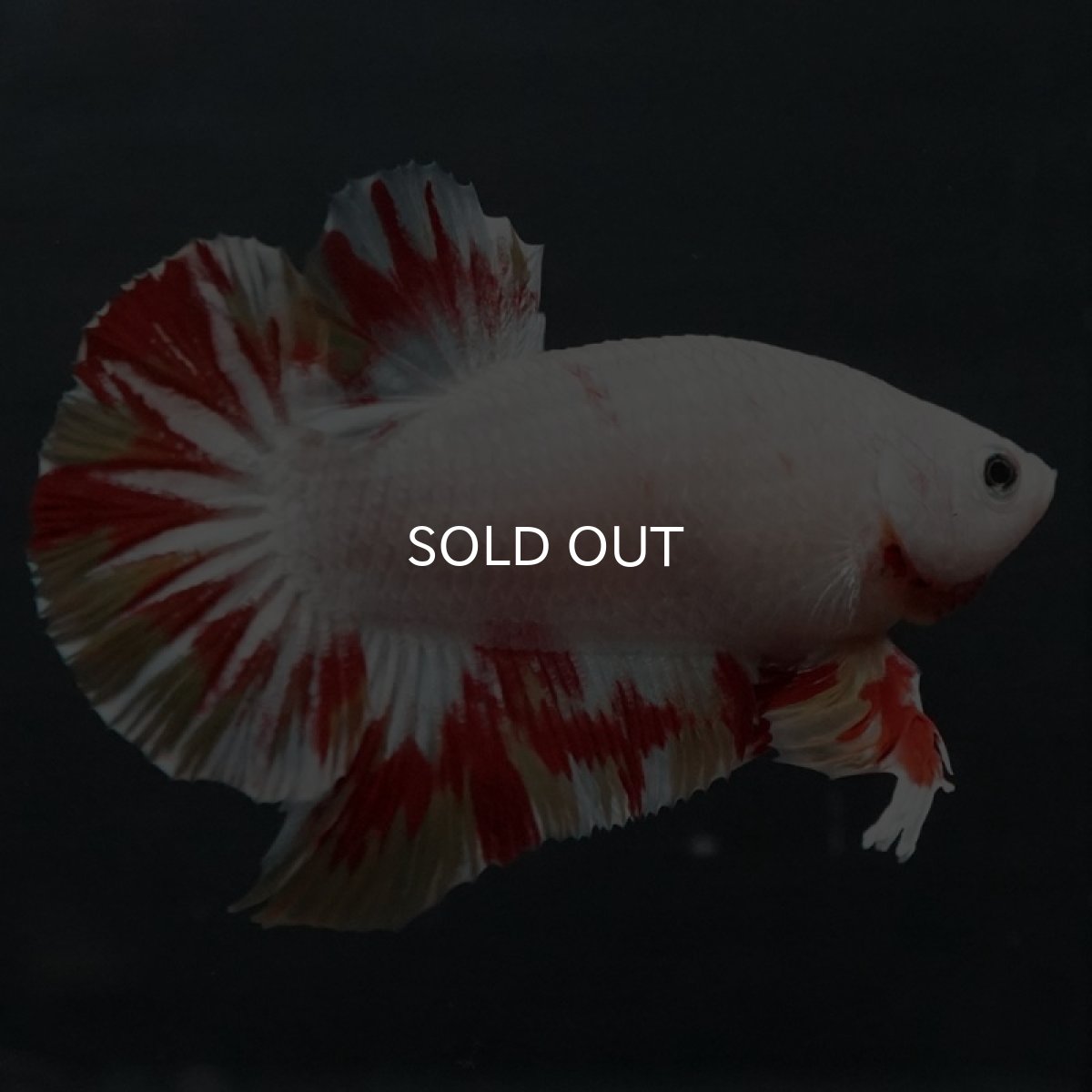 画像6: GHMPMK ホワイトファンシー (6)