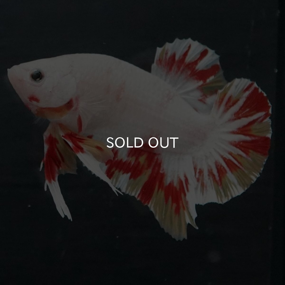 画像5: GHMPMK ホワイトファンシー (5)