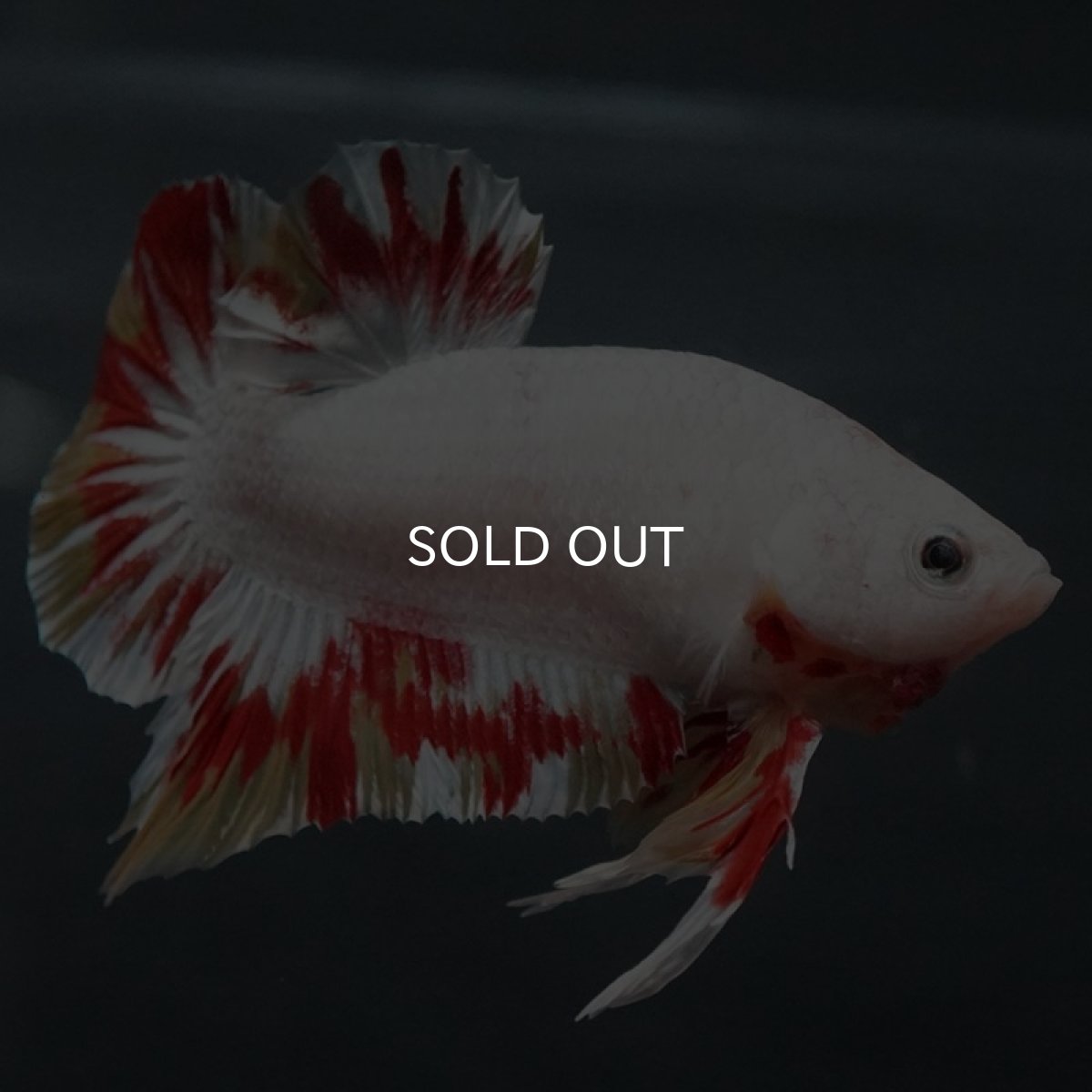 画像4: GHMPMK ホワイトファンシー (4)