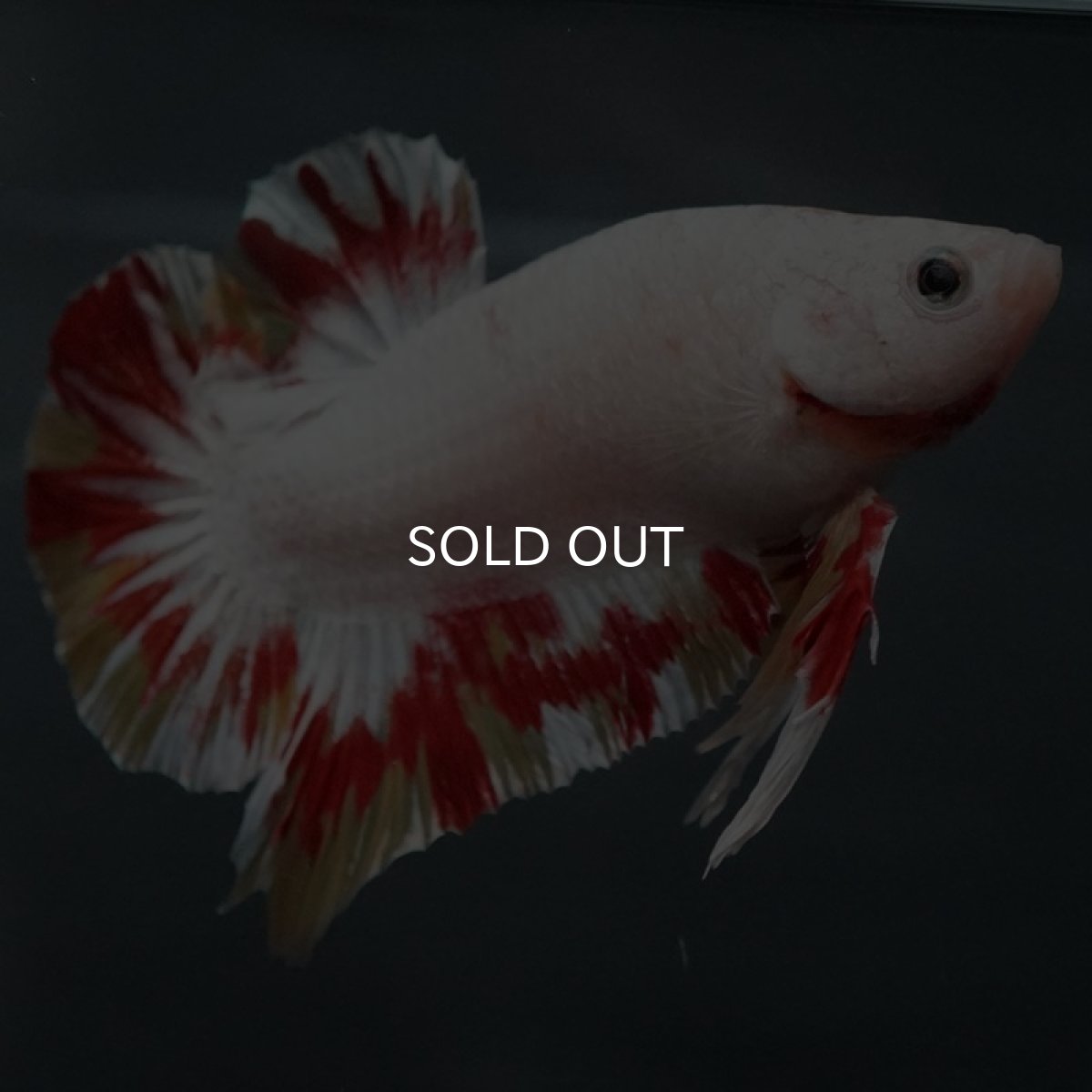 画像3: GHMPMK ホワイトファンシー (3)