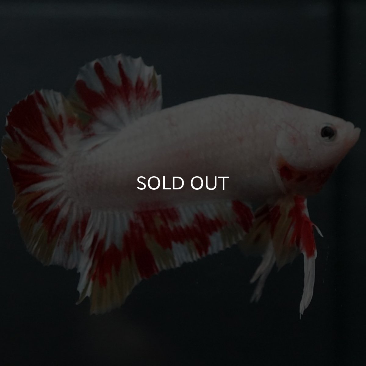 画像2: GHMPMK ホワイトファンシー (2)