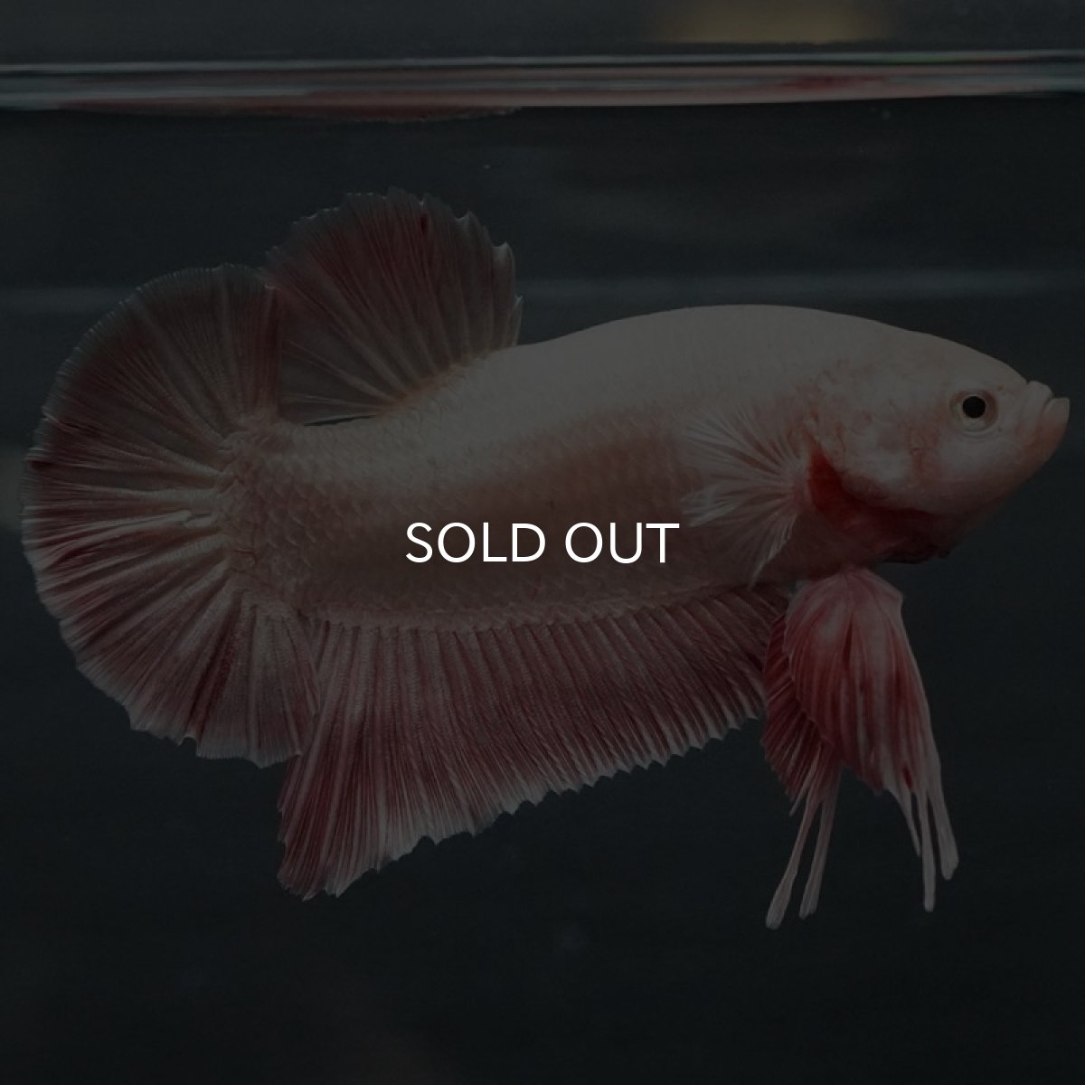 画像4: GHMPMK オレンジドラゴン (4)