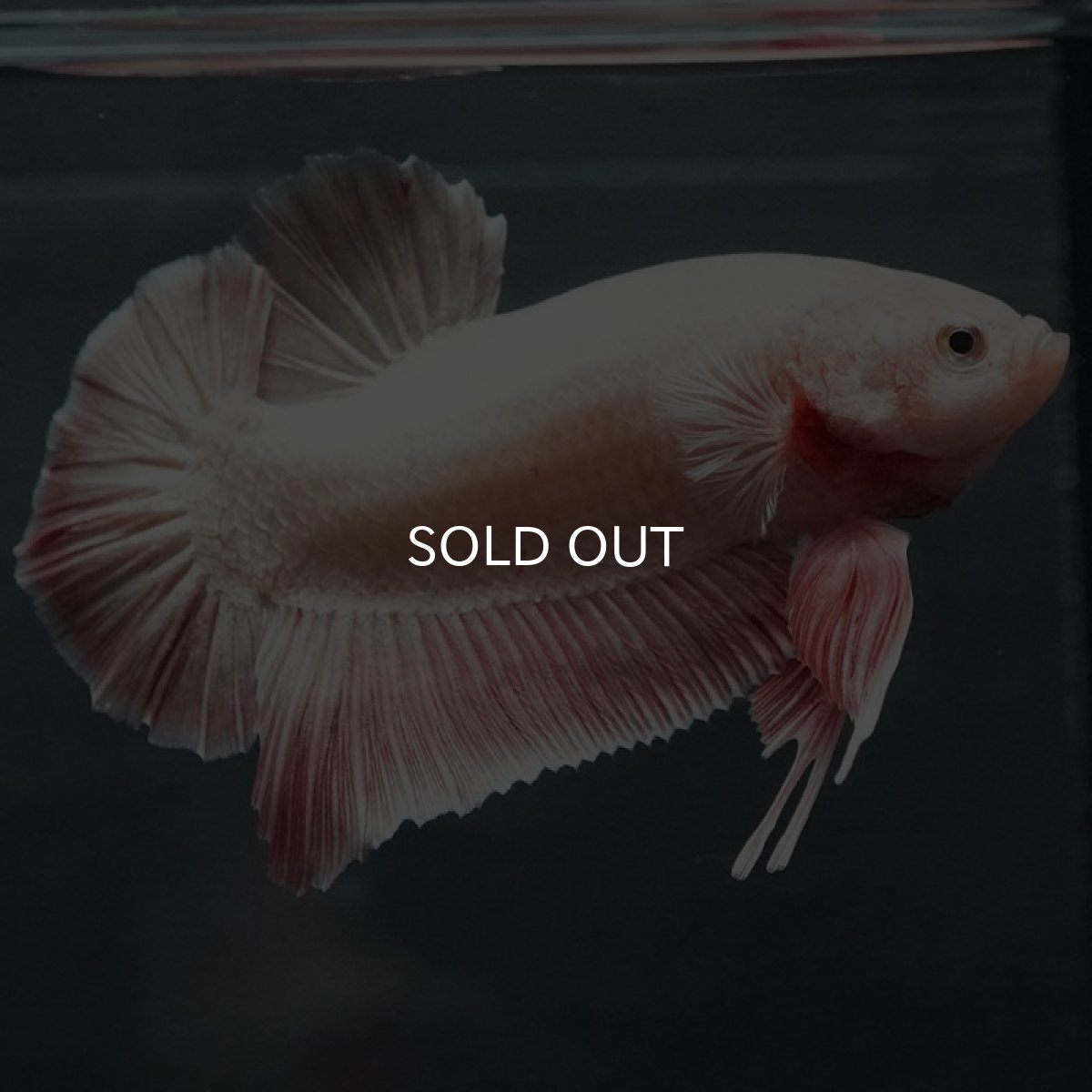 画像3: GHMPMK オレンジドラゴン (3)