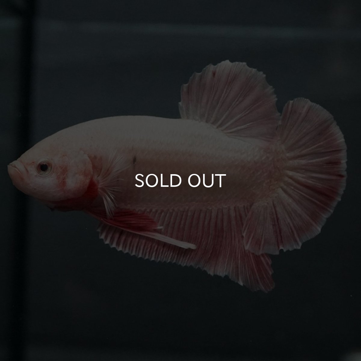 画像2: GHMPMK オレンジドラゴン (2)