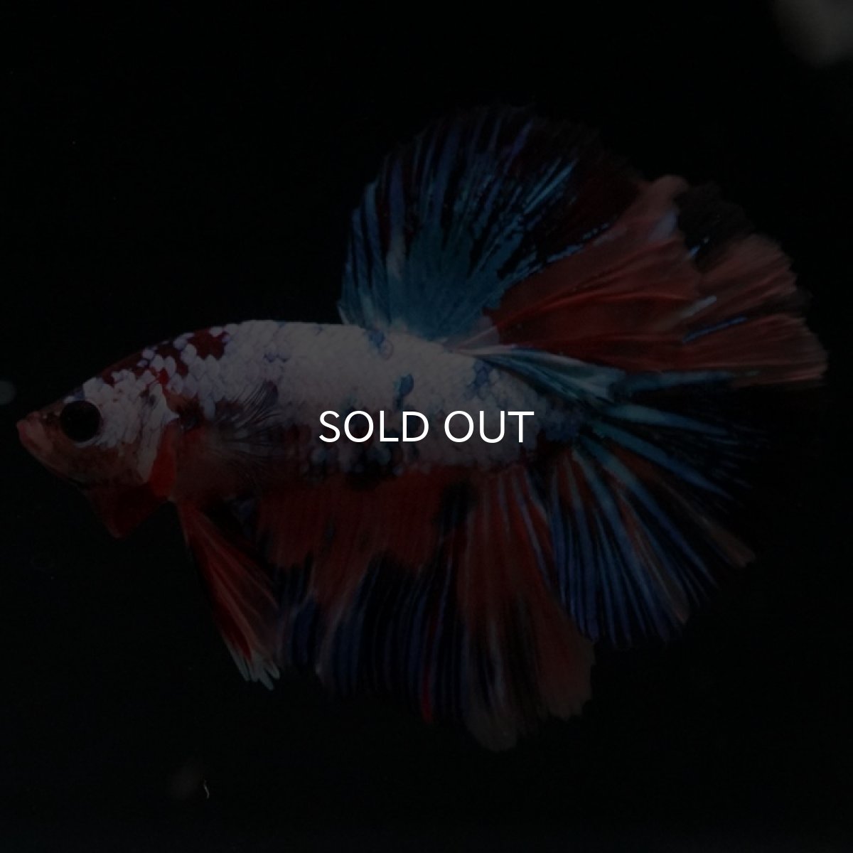 画像8: HM キャンディレインボー (8)