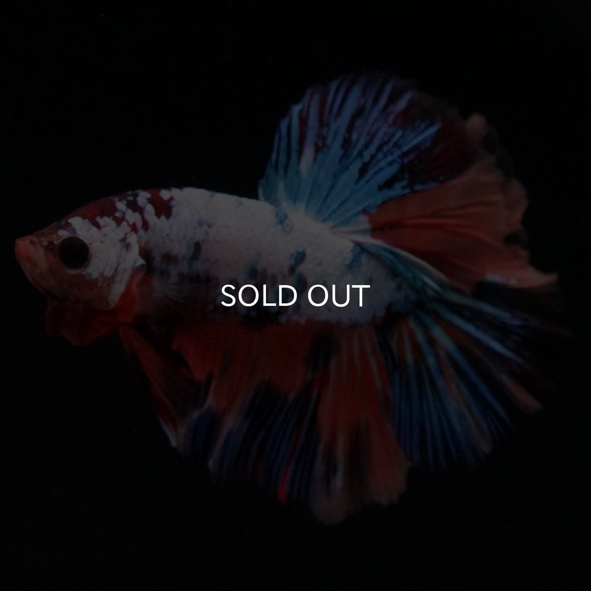 画像7: HM キャンディレインボー (7)