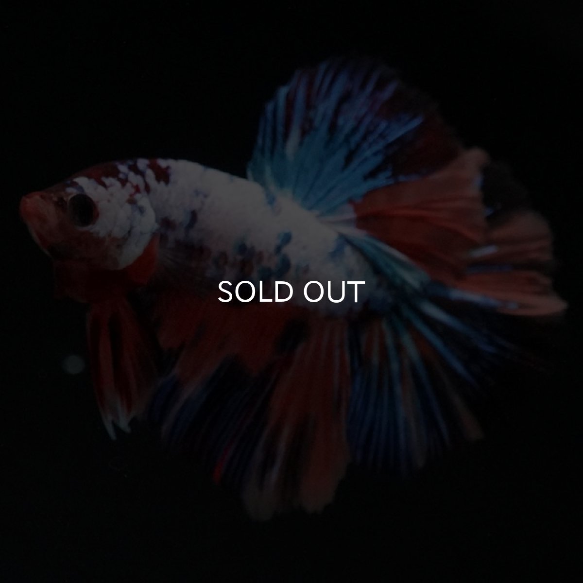 画像6: HM キャンディレインボー (6)