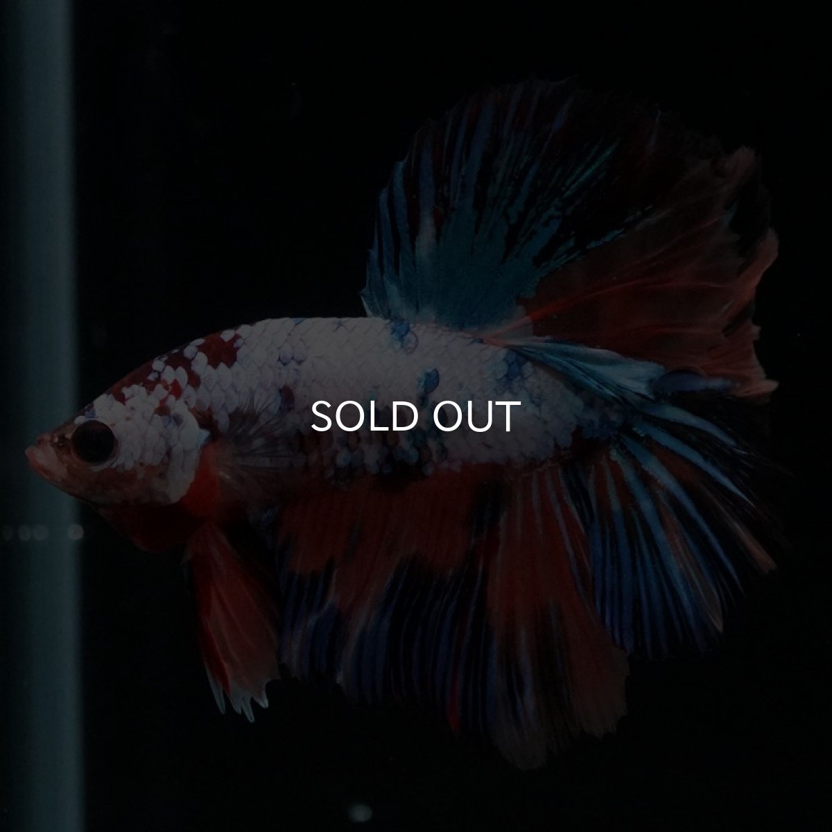 画像5: HM キャンディレインボー (5)