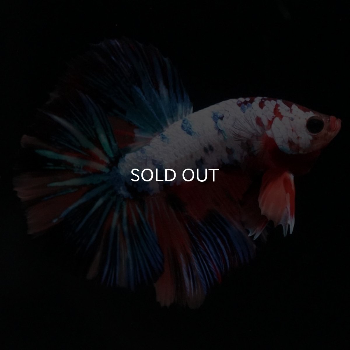 画像4: HM キャンディレインボー (4)