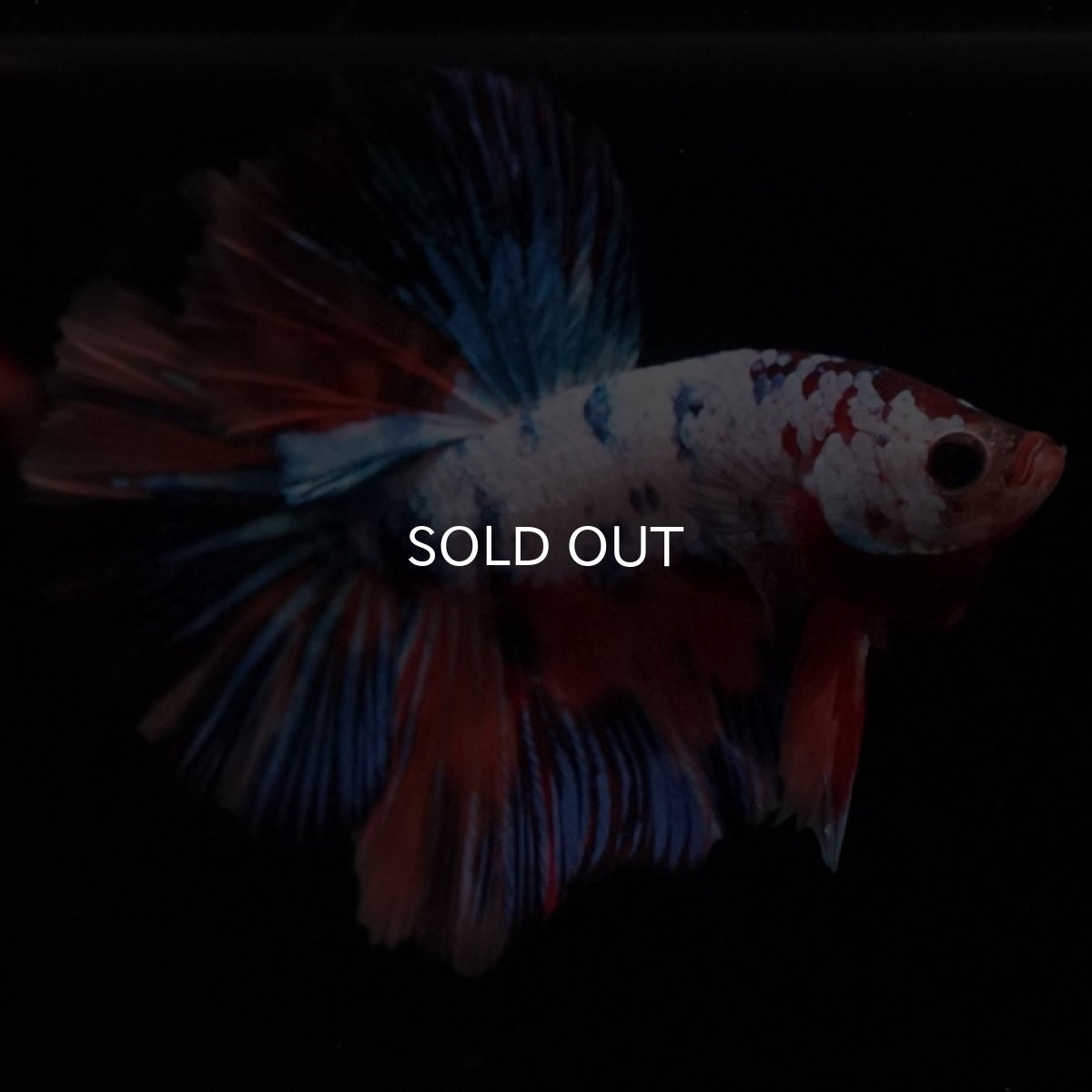 画像3: HM キャンディレインボー (3)