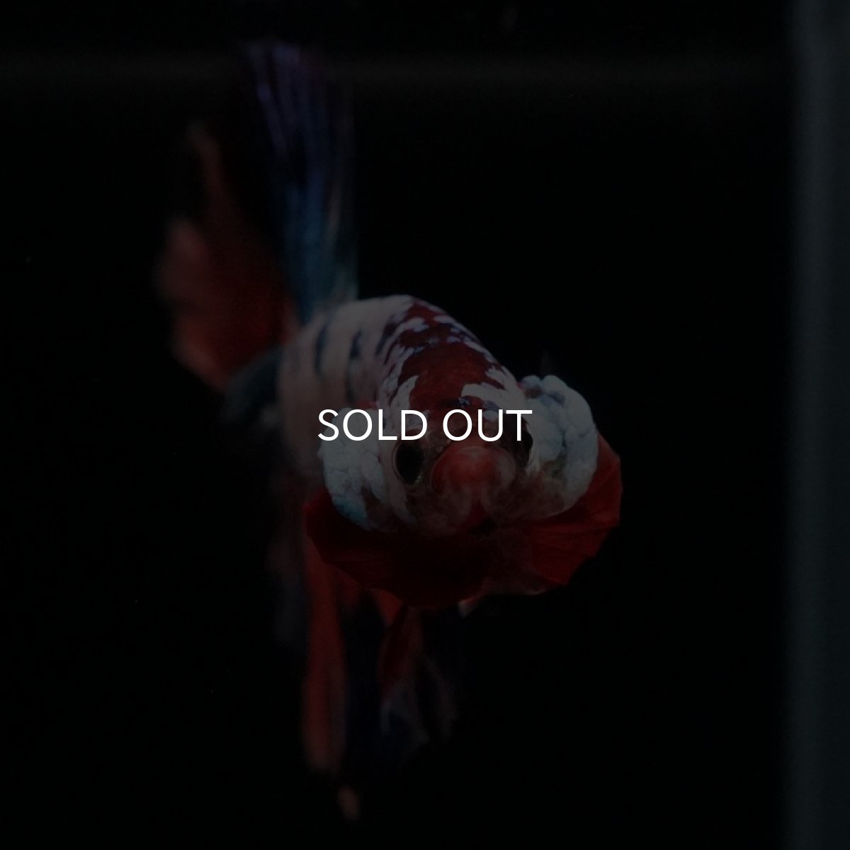 画像2: HM キャンディレインボー (2)