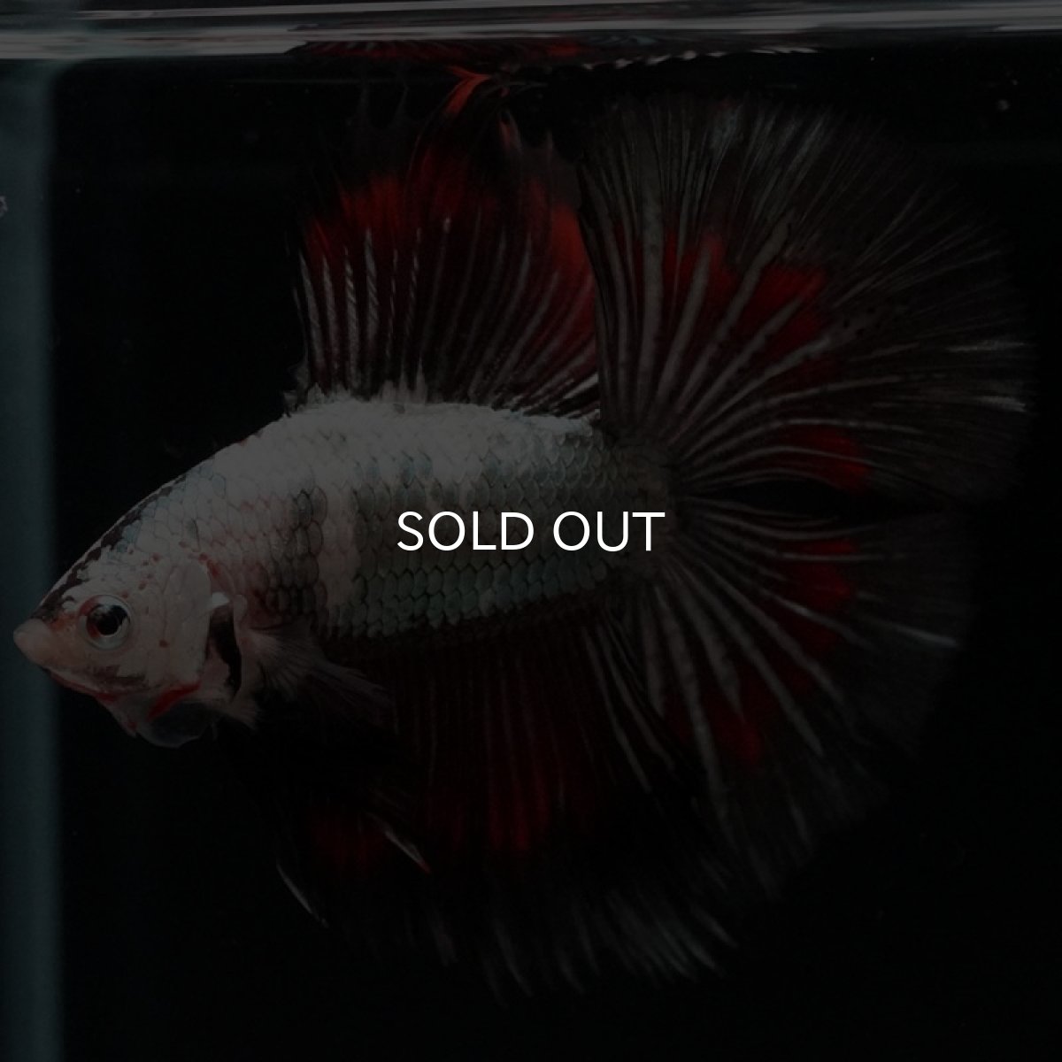 画像7: DTHM ホワイトカッパー (7)