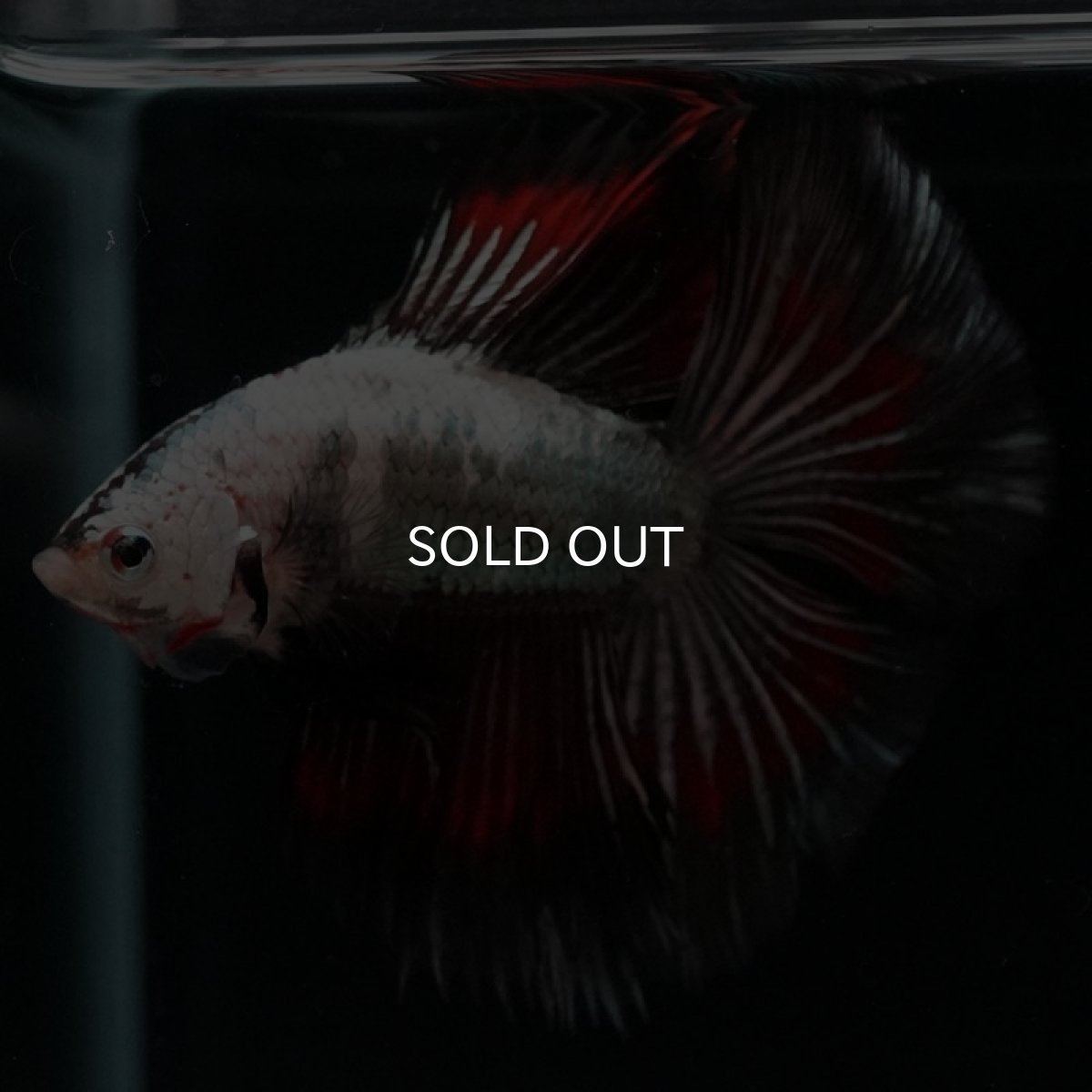 画像6: DTHM ホワイトカッパー (6)