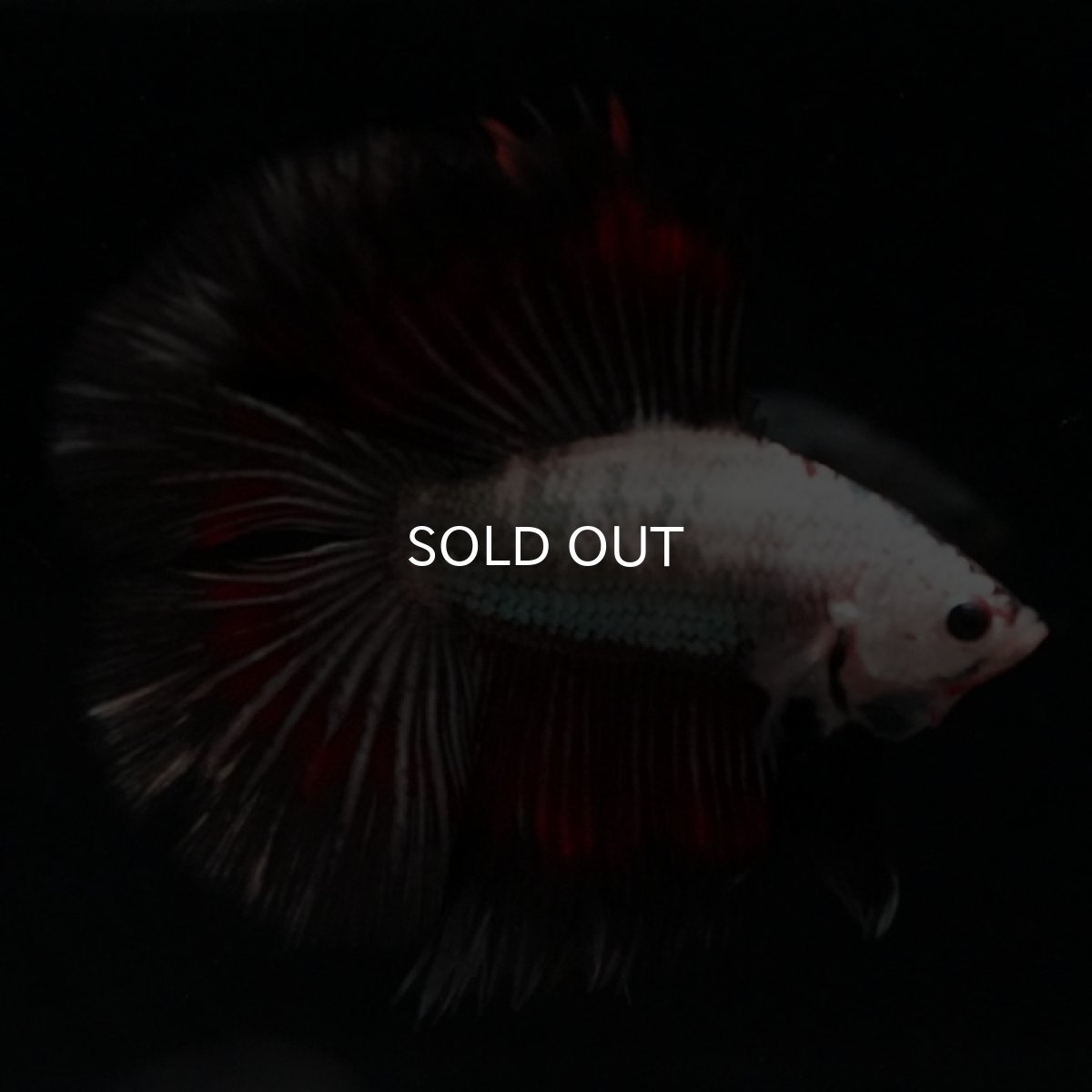 画像5: DTHM ホワイトカッパー (5)