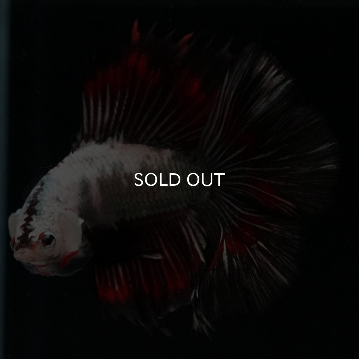 画像4: DTHM ホワイトカッパー (4)