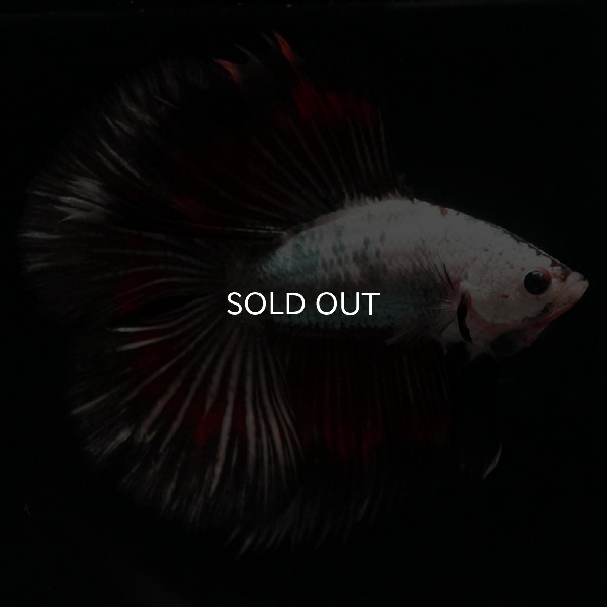 画像3: DTHM ホワイトカッパー (3)