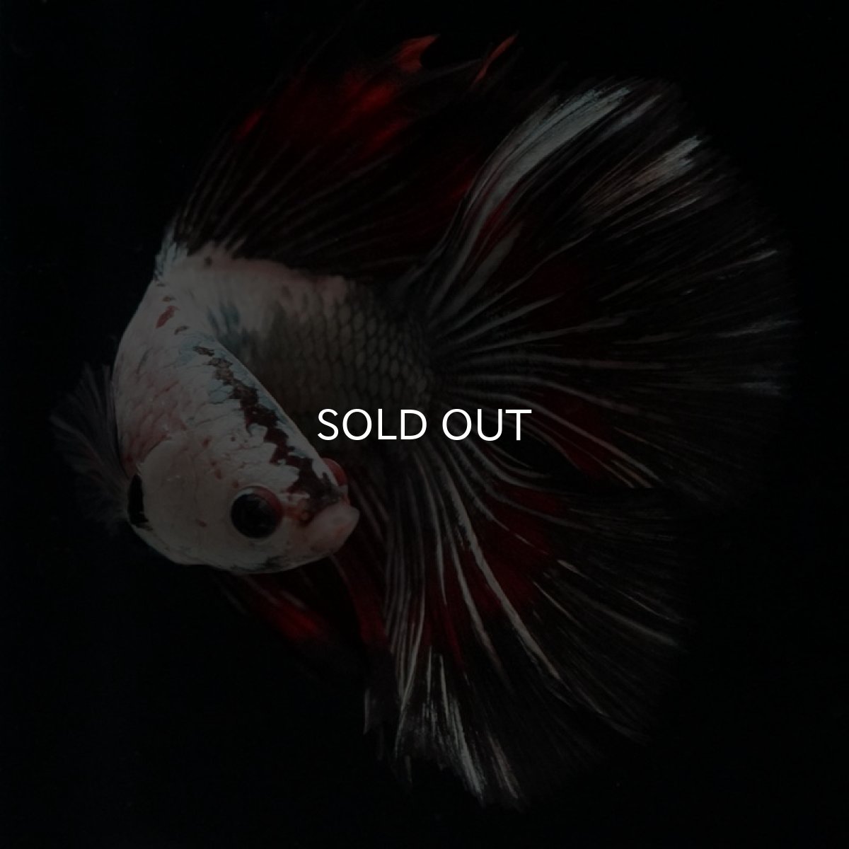 画像2: DTHM ホワイトカッパー (2)